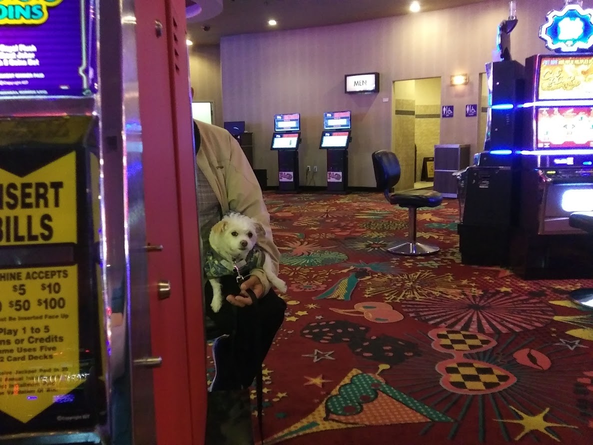 Stop Bringing Your Pets to Casinos